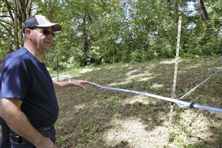 Dan Caldwell near a stand of maples in Sheridan that were considered trash trees until a few years ago.